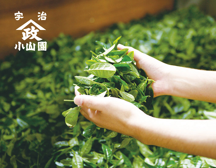 hands hold green tea leaves